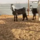معزا عوارض للبيع