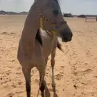 مهره شعبيه