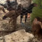 دجاج باكستاني
