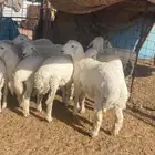 بهم حري كله خرفان
