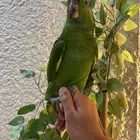 يلوناب بيور فرخ بطل ماشاء الله