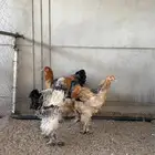 دجاج براهما