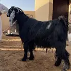 فحل عارضي وفحل حري سلم ويلقحن