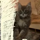 قطوه شيرازي