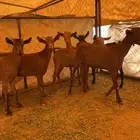 عنقان سمان