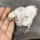 فرخ روز وزوج روز للبيع