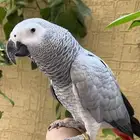 ببغاء كاسكو اليف متكلم