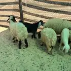 عنم