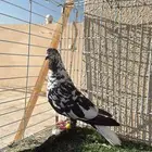 حمام للبيع