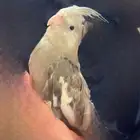 ذكر هولندي وايت فيس