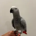 كاسكو اليف للبيع