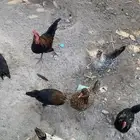 للبيع دجاج ودياكه