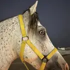 حصان شعبي للبيع