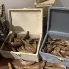 عود موروكي طبيعي تربل سوبر محسن