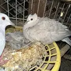 حمام بدي ياكريم جوز للبيع