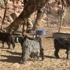 تيوس للبيع الديسه