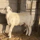 طلي حري للبيع