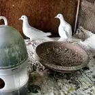 زغاليل للبيع