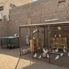 شبك حمام 3x3   16 جوز مابين زاجل و فرسني جامبو   دجاج بلدي