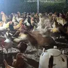 صيصان بلدي