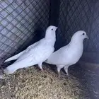 حمام فرنسي سوبر جابو