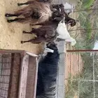 معزا العدد 10 مع الفحل سنها سديس