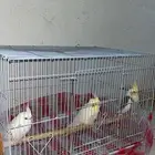 عصافير الكروان