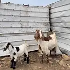 عنز مصريه صنف