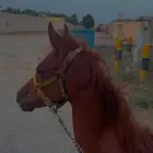 البيع خيل شعبي