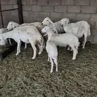 للبيع ضان وليد
