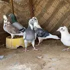 حمام زاجل