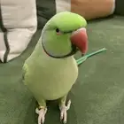 ببغاء دره هندي متكلم واليف مع القفص