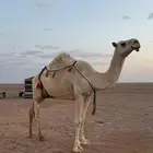 خلفه تحته بكره