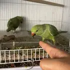 جوز ببغاء دره