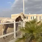 مربط واسطبل خيل