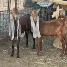 تيوس هولنديه