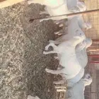 رخال حريه