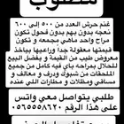 مطلوب غنم حرش من 500-600راس