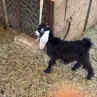 جفره مندي شهرين