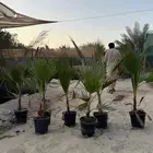 شتلات زينه بأسعار الجملة