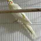 ذكر كروان لاتينو منتج