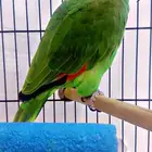 أمازون بلوفرينتد سوبر جامبو جاكو