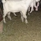 للبيع تيس هولندي مشروك
