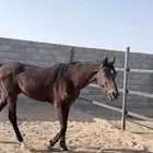 حصان كفو للبيع