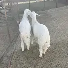 بهم للبيع - تم البيع