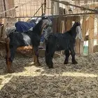تيوس العدد 2 صحته شرط اعمره 3شهور ونص