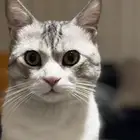 قط امريكي للتبني