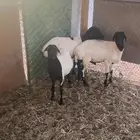 رخال برابر