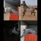 مهر واهو اقبل بدل بحصان