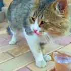 قط للتبني بدون مقابل تقريبا ماهو بلدي ما شاء الله هادي جدا